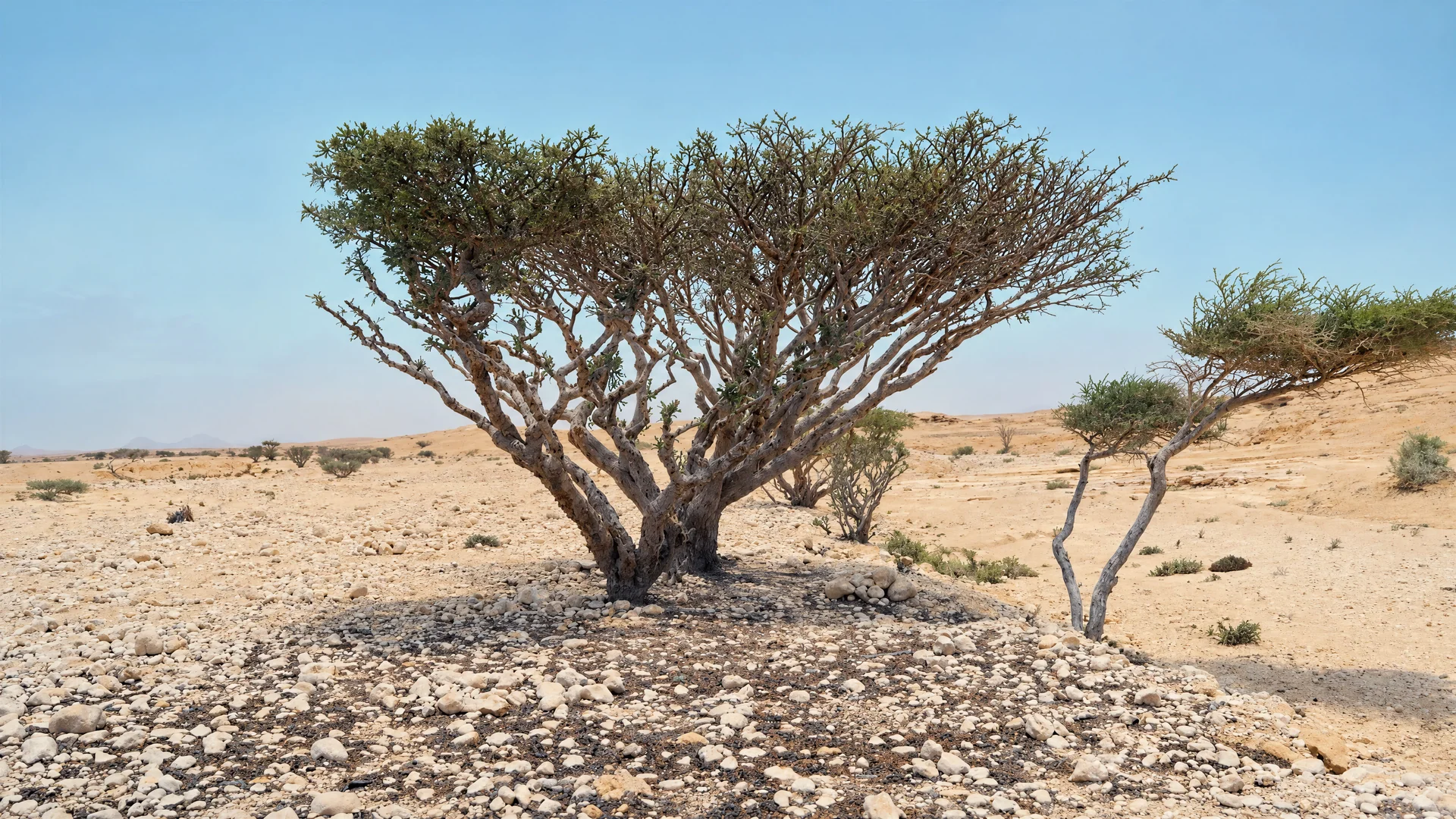 A frankincense tree in the desert landscape of Oman